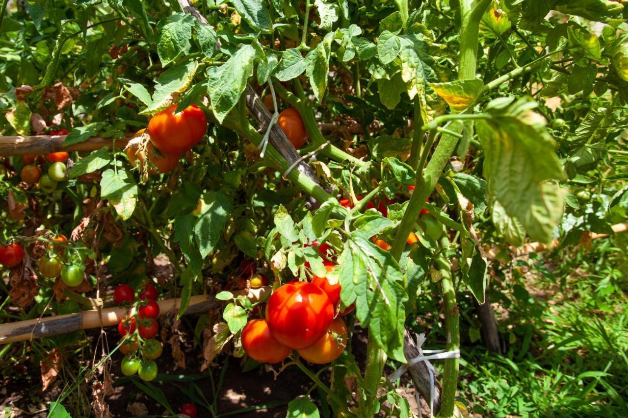 Eco Village Buljarica Apartment Budva
